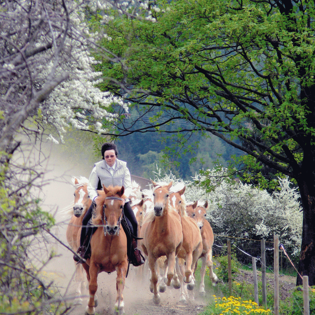 Haflingergestüt Meura